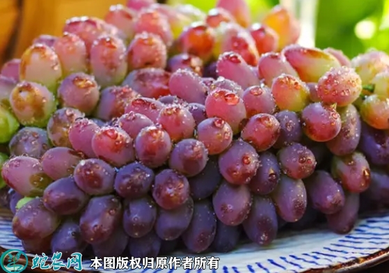 茉莉香萄葡价格多少钱一斤？2022年...