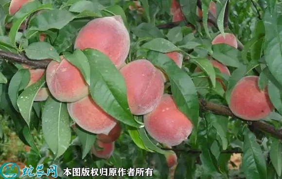 春雪桃价格多少钱一斤？2022年11...