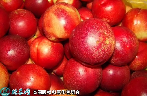 曙光油桃价格多少钱一斤？2022年1...