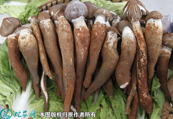 鸡枞菌价格多少钱一斤？2022年11...