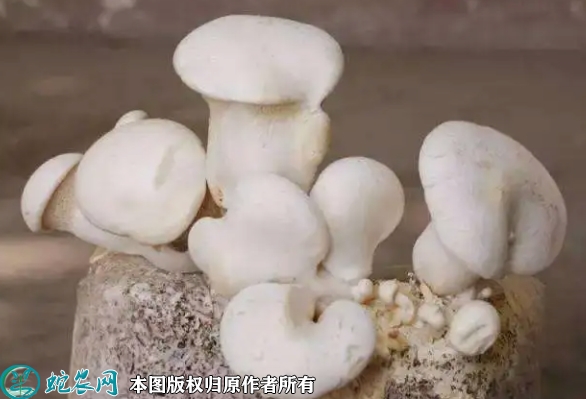 白灵菇价格多少钱一斤？2022年11...