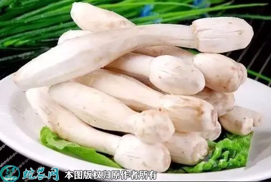 鸡腿菇价格多少钱一斤？2022年11...