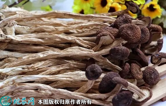 茶树菇价格多少钱一斤？2022年11...