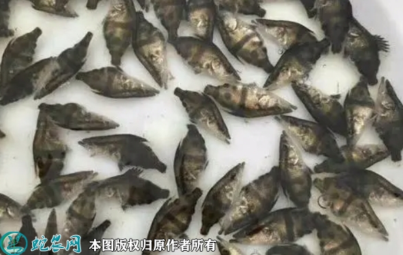 桂鱼苗价格多少钱一斤？2023年2月...