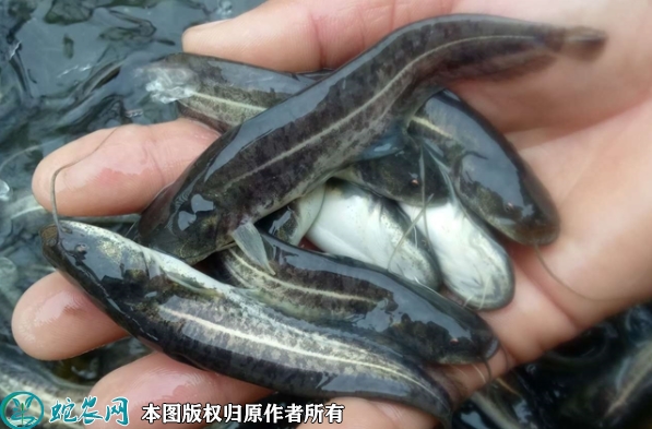鲶鱼苗价格多少钱一斤？2023年2月...