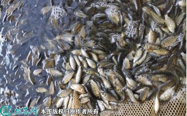 罗非鱼苗价格多少钱一斤？2023年2...