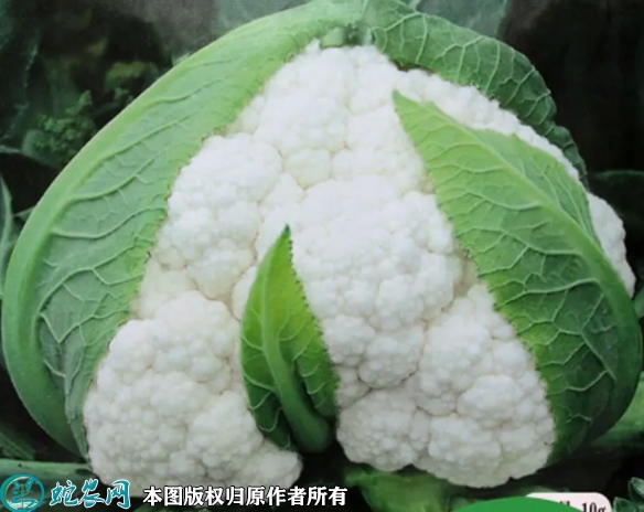 花椰菜种子价格多少钱一斤？2023年...