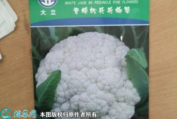 白面青梗松花菜种子价格多少钱一斤？2...