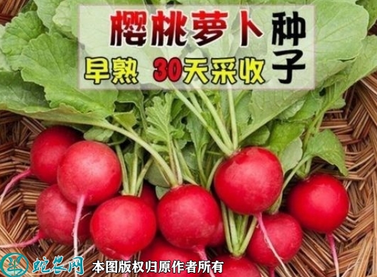 樱桃萝卜种子价格多少钱一斤？2023...