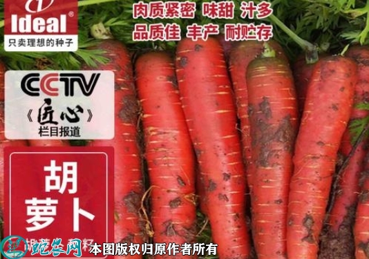 三红胡萝卜种子价格多少钱一斤？202...