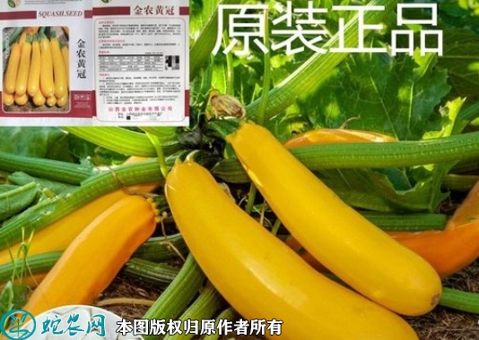 香蕉西葫芦种子价格多少钱一斤？202...