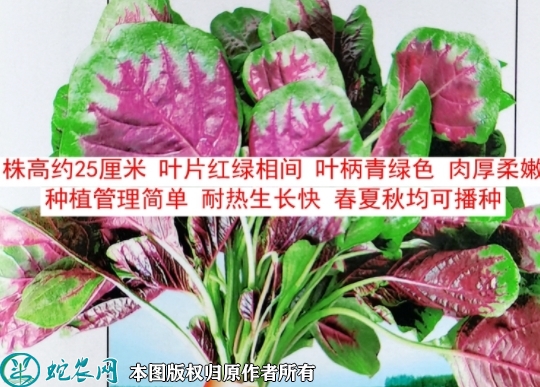 花红苋菜种子价格多少钱一斤？2023...