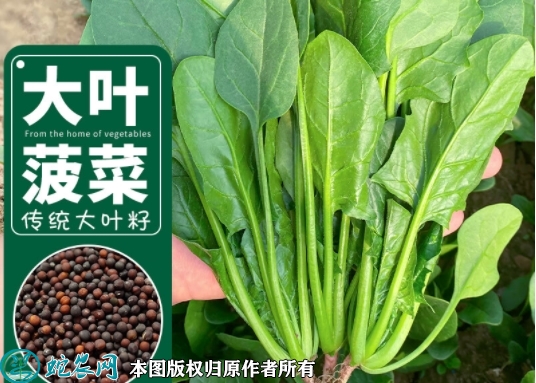 大叶菠菜种子价格多少钱一斤？2023...