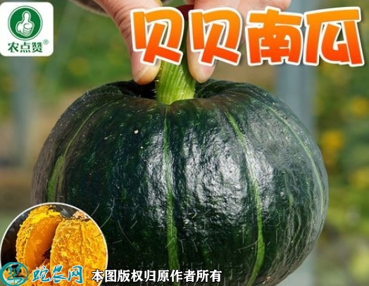 贝贝南瓜种子价格多少钱一斤？2023...