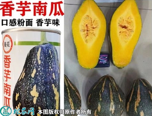 香芋南瓜种子价格多少钱一斤？2023...