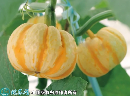 迷你小南瓜种子价格多少钱一斤？202...
