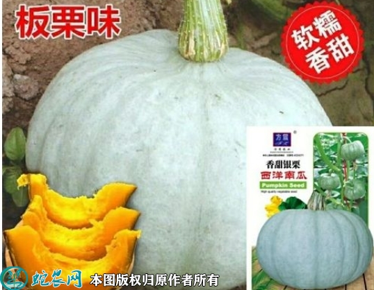 银栗南瓜种子价格多少钱一斤？2023...
