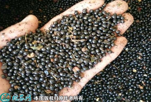 花椒种子价格多少钱一斤？2023年3...