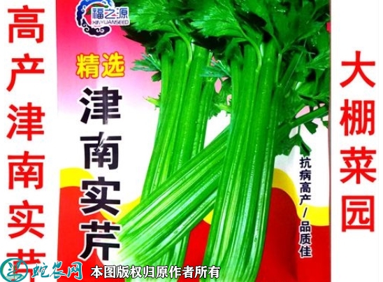 津南实芹种子价格多少钱一斤？2023...