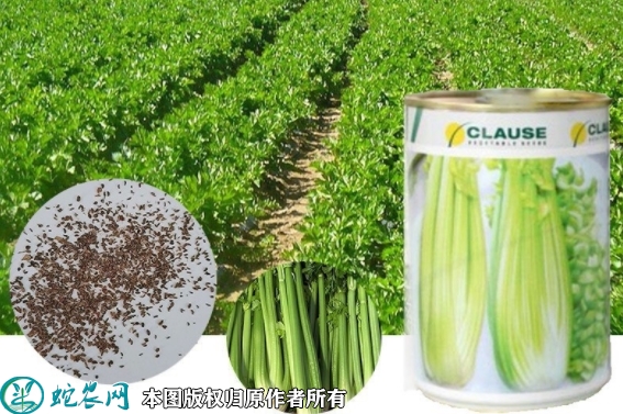 皇后芹菜种子价格多少钱一斤？2023...