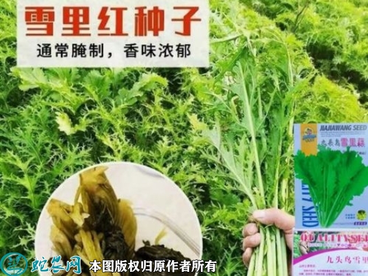 雪里红种子价格多少钱一斤？2023年...