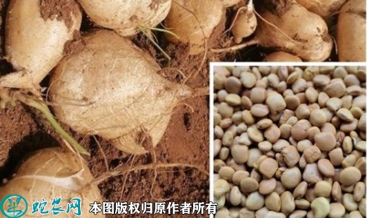 凉薯种子价格多少钱一斤？2023年3...