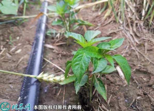 辣椒苗价格多少钱一株？2023年3月...