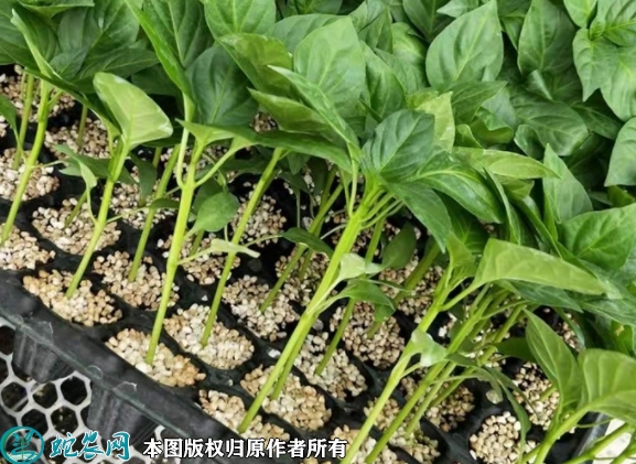 羊角椒苗价格多少钱一株？2023年3...