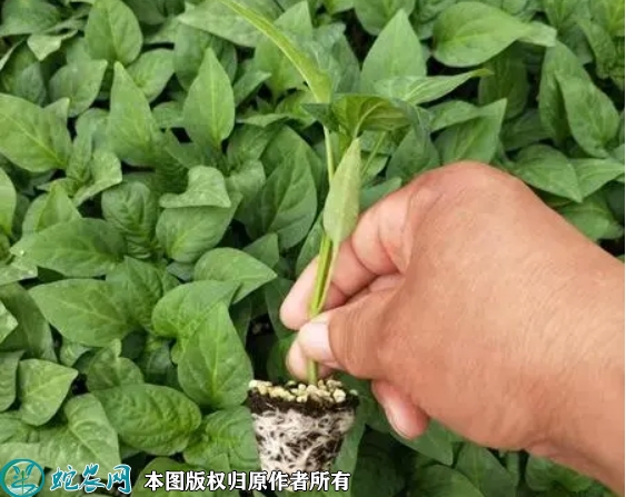 美人椒苗价格多少钱一株？2023年3...