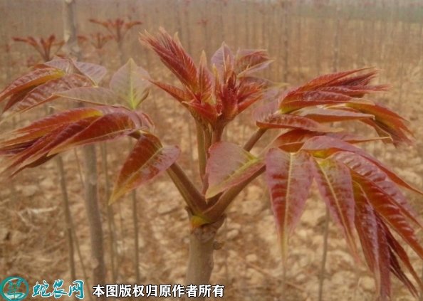 红油香椿苗价格多少钱一株？2023年...
