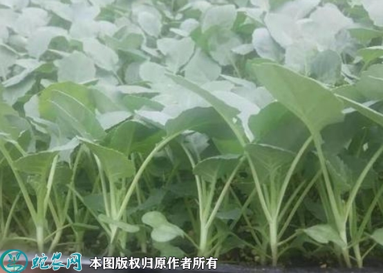 西兰花苗价格多少钱一株？2023年3...