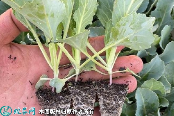 包菜苗价格多少钱一株？2023年3月...