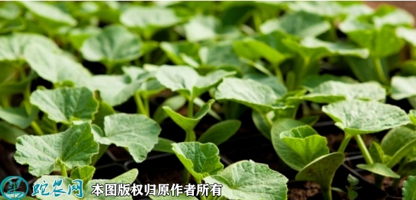 南瓜苗价格多少钱一株？2023年3月...