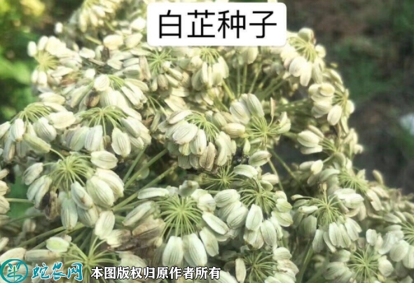 白芷种子价格多少钱一株？2023年3...