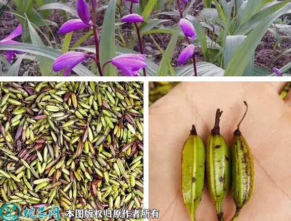 白芨种子价格多少钱一株？2023年3...