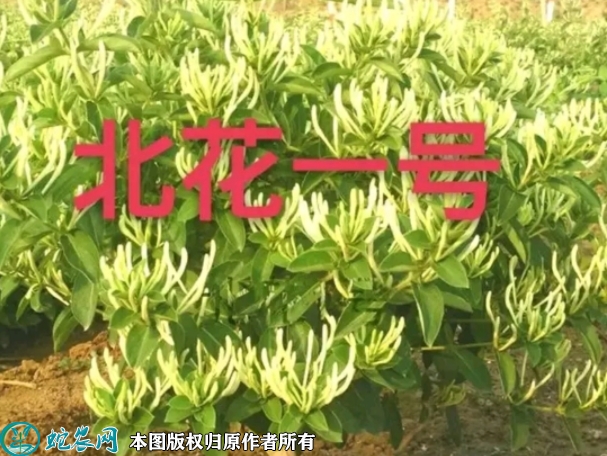 北花一号金银花苗价格多少钱一株？20...