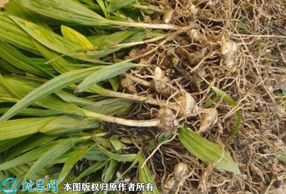 白芨苗价格多少钱一株？2023年3月...