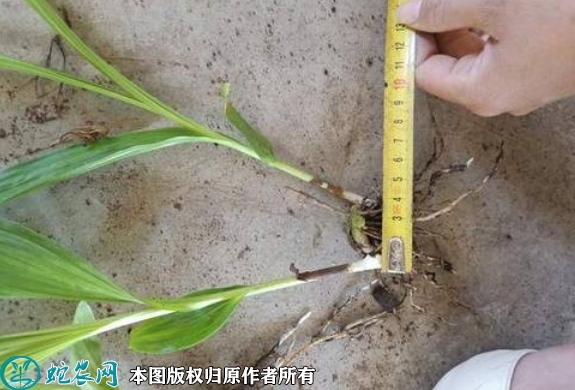紫花白芨苗价格多少钱一株？2023年...