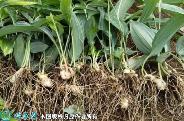 黄精苗价格多少钱一株？2023年3月...