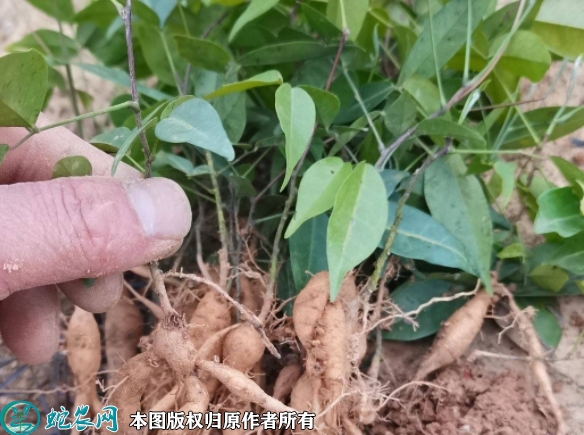 牛大力苗价格多少钱一株？2023年3...