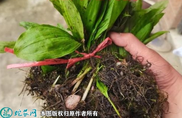 山慈菇苗价格多少钱一株？2023年3...