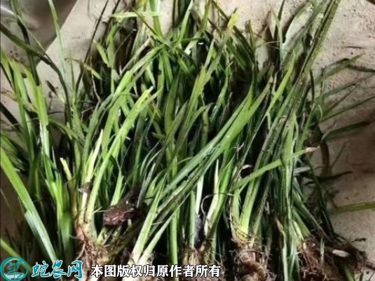 菖蒲苗价格多少钱一株？2023年3月...