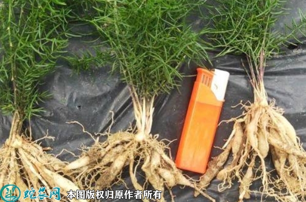 天门冬苗价格多少钱一株？2023年3...