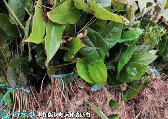 淫羊藿苗价格多少钱一株？2023年3...