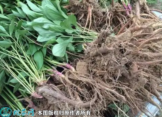 赤芍苗价格多少钱一株？2023年3月...