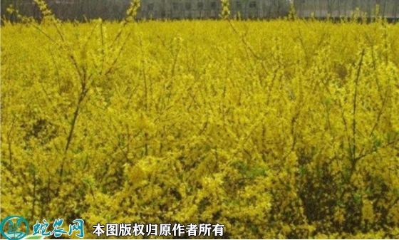 金钟连翘苗价格多少钱一株？2023年...