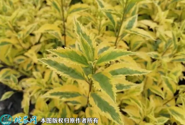 金边连翘苗价格多少钱一株？2023年...