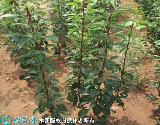 梨树苗价格多少钱一株？2023年3月...