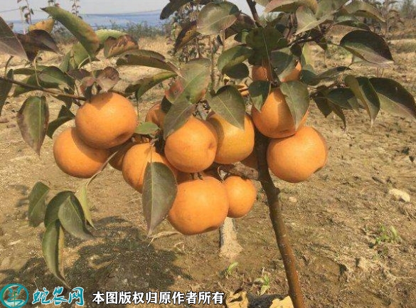 晚秋梨苗价格多少钱一株？2023年3...