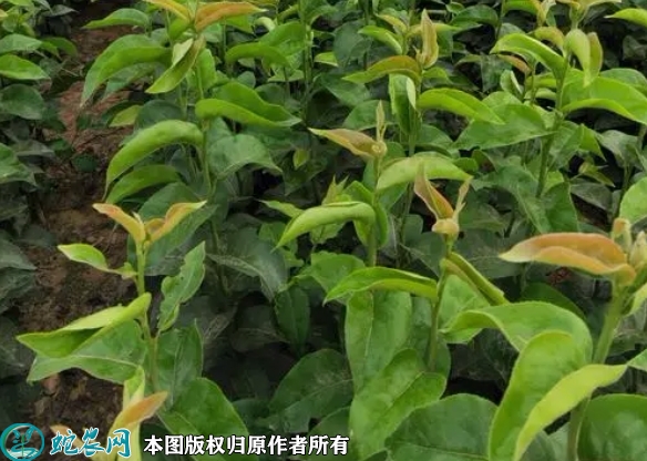 早酥红梨苗价格多少钱一株？2023年...